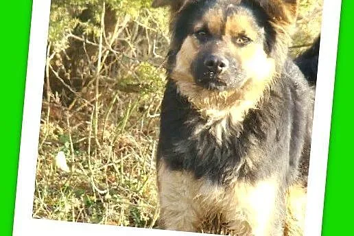 CYKLA młoda,średnia suczka, waga 17 kg,kontaktowa,wesoła_Adopcja_