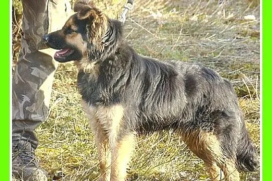 CYKLA młoda,średnia suczka, waga 17 kg,kontaktowa,