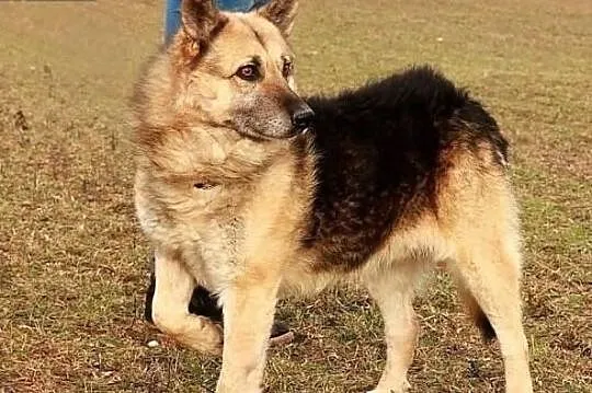 Nemo pragnie aby ktoś go adoptował i pokochał całym sercem