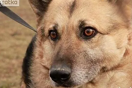 Nemo pragnie aby ktoś go adoptował i pokochał całym sercem, Mazowieckie, Warszawa