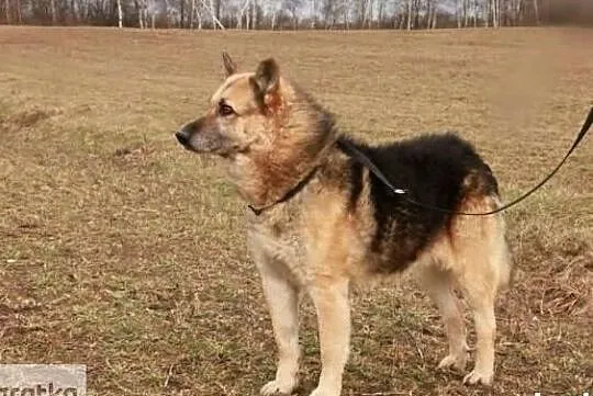 Nemo pragnie aby ktoś go adoptował i pokochał całym sercem, Mazowieckie, Warszawa