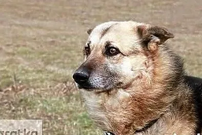 Nemo pragnie aby ktoś go adoptował i pokochał całym sercem, Mazowieckie, Warszawa