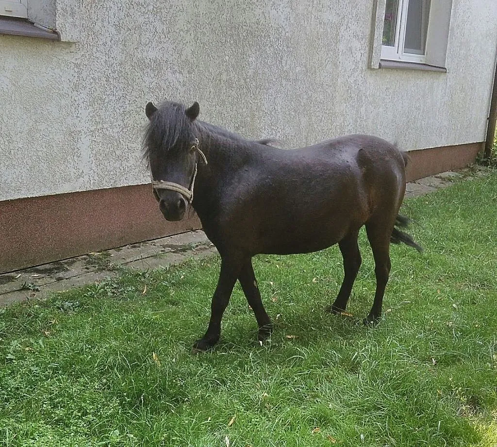 Kucyk klacz żrebna 89 cm wzrostu pełne pochpdzenie, Wielkopolskie, Szamotuły