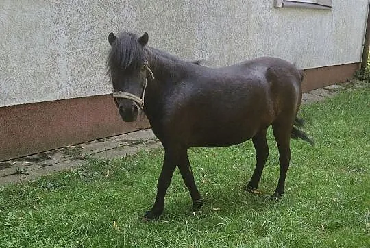 Kucyk klacz żrebna 89 cm wzrostu pełne pochpdzenie, Wielkopolskie, Szamotuły
