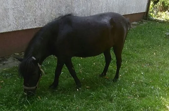Kucyk klacz żrebna 89 cm wzrostu pełne pochpdzenie, Wielkopolskie, Szamotuły