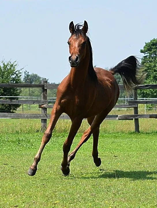 EL FARAD, , Halinów