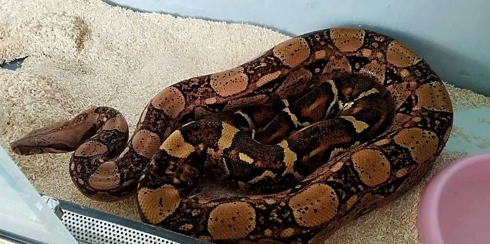 Boa cesarski samica 4 lata 5 kg, Kujawsko-pomorskie, Tuchola