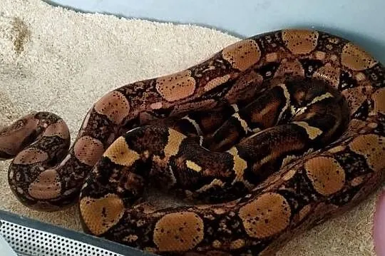 Boa cesarski samica 4 lata 5 kg, Kujawsko-pomorskie, Tuchola