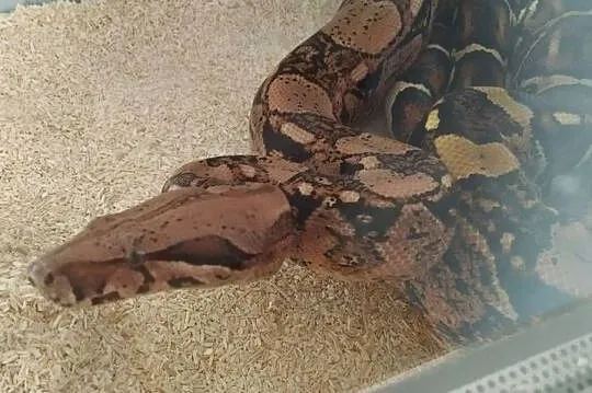 Boa cesarski samica 4 lata 5 kg, Kujawsko-pomorskie, Tuchola