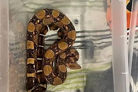 Boa cesarski samica 4 lata 5 kg, Kujawsko-pomorskie, Tuchola