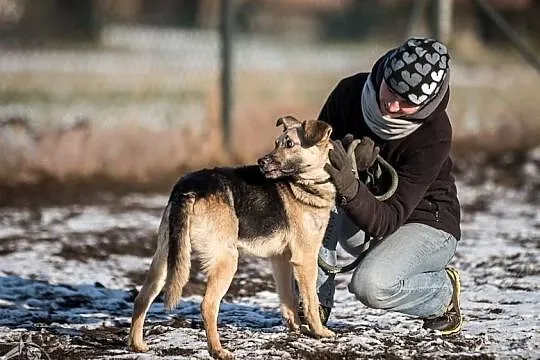 MIKOŁAJ - szuka człeka łagodnego, co pasuje do niego ;), Śląskie, Katowice