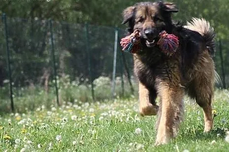LEON duzy, przepiękny pies w typie Sarplaninac szu