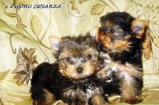 Piękne Mini Perełki Yoreczki z Dworu Cesarza z rod