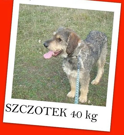 40 kg,owczarek mix,aktywny,duży,przyjazny pies SZC