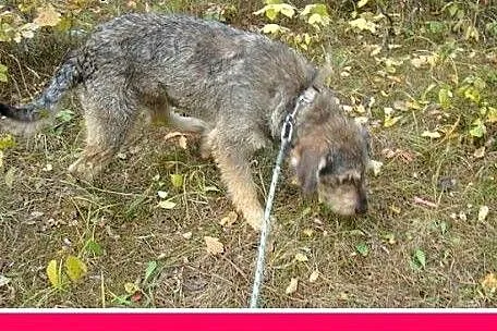 40 kg,owczarek mix,aktywny,duży,przyjazny pies SZC