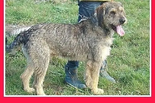 40 kg,owczarek mix,aktywny,duży,przyjazny pies SZC