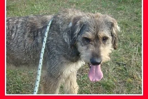 40 kg,owczarek mix,aktywny,duży,przyjazny pies SZC