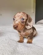 Szczenięta Jamnika | Zarejestrowane w Kennel Club | Szukają domów na zawsze