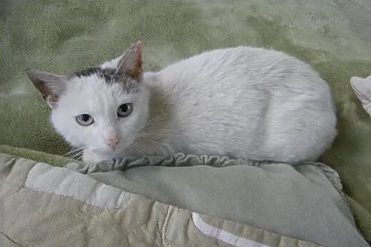 Pietruszka do adopcji,  łódzkie Łódź