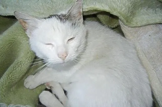 Pietruszka do adopcji,  łódzkie Łódź