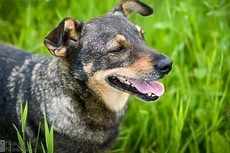 Kochana, niekonfliktowa Maja, pozornie zwykła suni