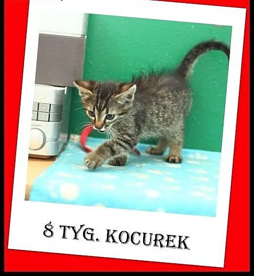 2 miesięczny cudny pręgusek szuka dobrego domu. AD