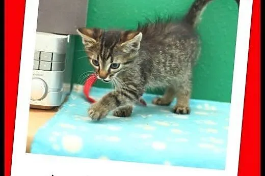 2 miesięczny cudny pręgusek szuka dobrego domu. AD