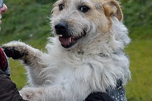 Misiek i jego bagaż złych doświadczeń___Czy ktoś g