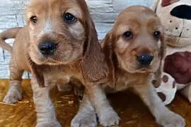 Śliczne Szczenięta Cocker Spaniel Angielski