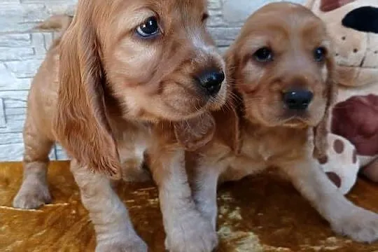 Śliczne Szczenięta Cocker Spaniel Angielski, Łódzkie, Sieradz