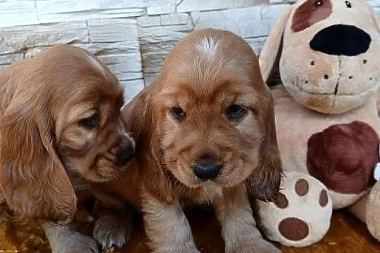 Śliczne Szczenięta Cocker Spaniel Angielski, Łódzkie, Sieradz