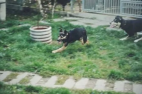 Hipek młodziutki, energiczny psiak szuka domu.,  p