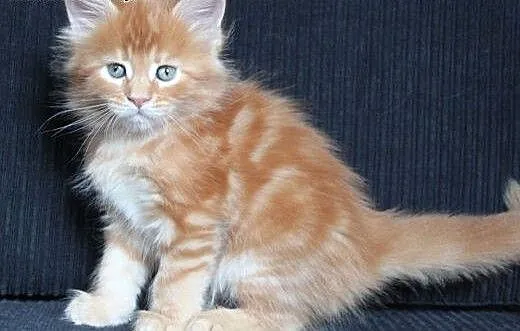 Śliczna koteczka Maine Coon po Championach, dolno