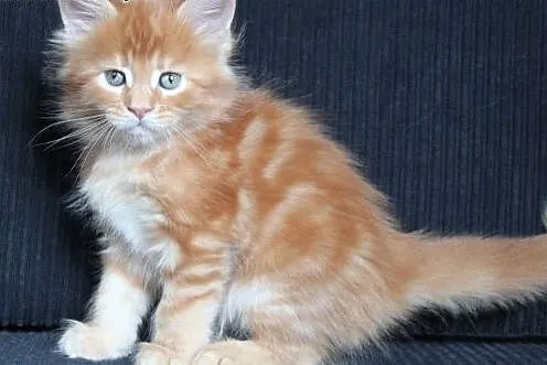 Śliczna koteczka Maine Coon po Championach,  dolno
