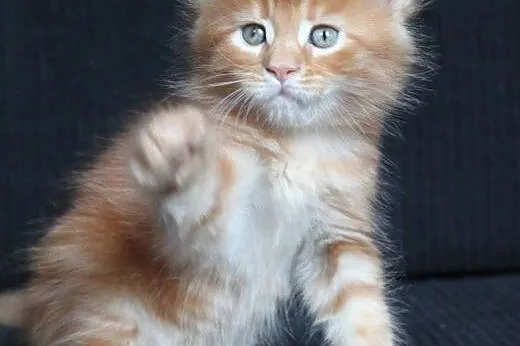 Śliczna koteczka Maine Coon po Championach,  dolno