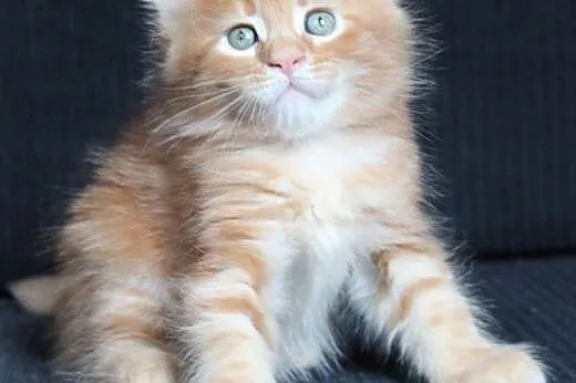 Śliczna koteczka Maine Coon po Championach,  dolno