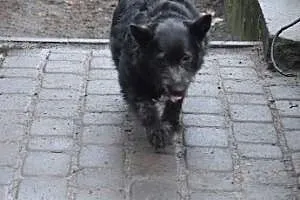 Pela straciła dom czy ktoś pokocha tę uroczą sunię