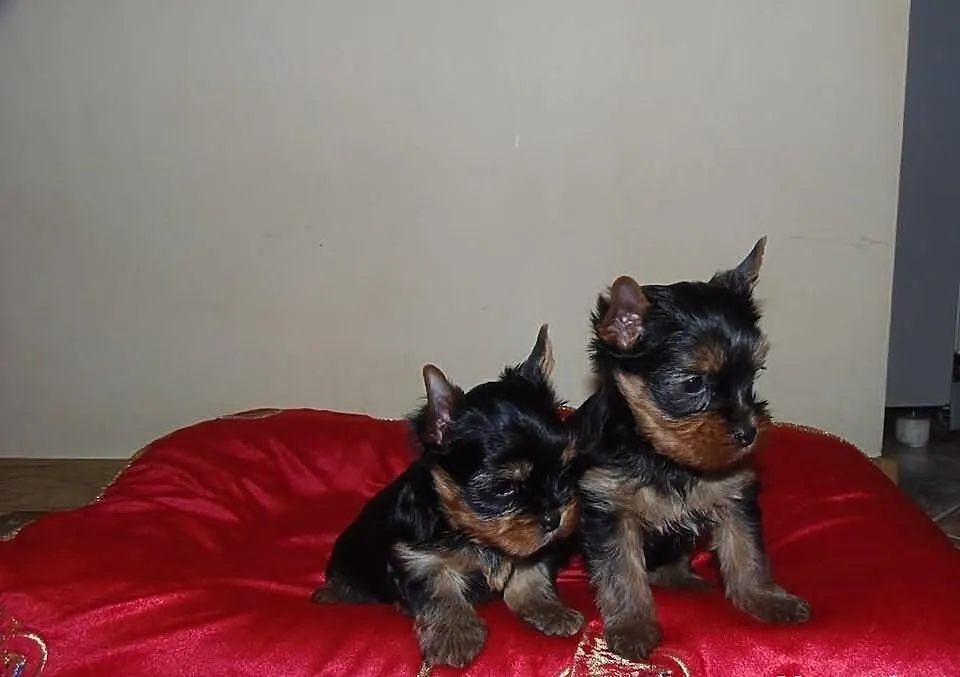 Sprzedam Rodowodowe Szczenięta Yorkshire Terrier F