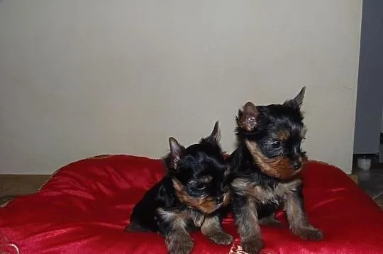 Sprzedam Rodowodowe Szczenięta Yorkshire Terrier F