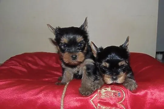Sprzedam Rodowodowe Szczenięta Yorkshire Terrier F