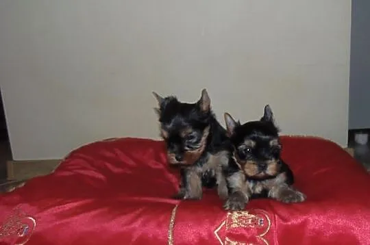 Sprzedam Rodowodowe Szczenięta Yorkshire Terrier F