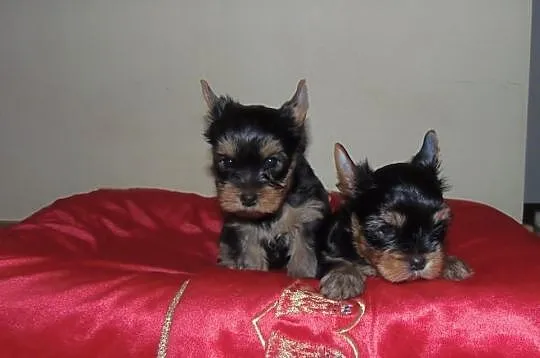 Sprzedam Rodowodowe Szczenięta Yorkshire Terrier F