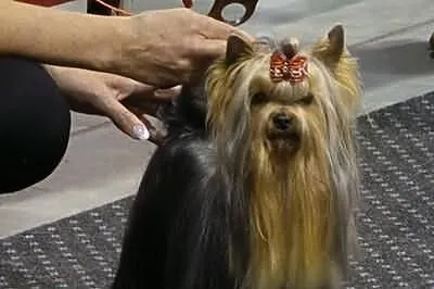 Sprzedam Rodowodowe Szczenięta Yorkshire Terrier F