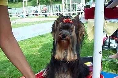 Sprzedam Rodowodowe Szczenięta Yorkshire Terrier F