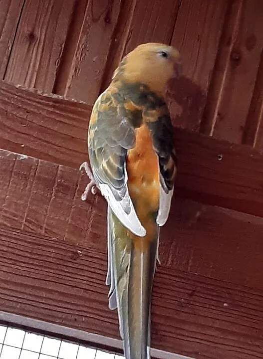 Świergotka szek orange samiec, , Kąty Wrocławskie