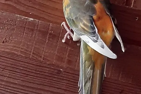 Świergotka szek orange samiec, , Kąty Wrocławskie