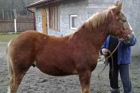 Ogierek polski koń zimnokrfisty