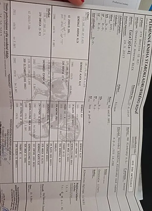 Klacz kladrubska 4 letnia, , Lipka