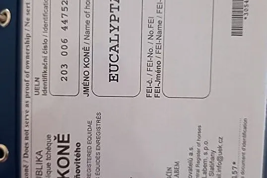 Klacz kladrubska 4 letnia, , Lipka