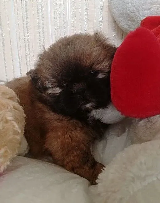 SHIH TZU urocze psiaki, małopolskie Oświęcim
